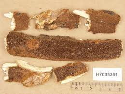 Attēlu rezultāti vaicājumam “Phellinus ferruginosus”