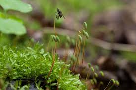 Attēlu rezultāti vaicājumam “Plagiomnium medium”