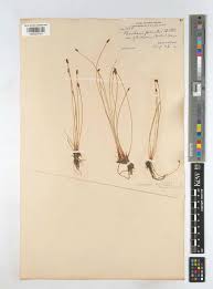 Attēlu rezultāti vaicājumam “Eleocharis uniglumis”