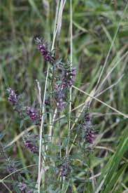 Attēlu rezultāti vaicājumam “Odontites vulgaris flower”