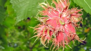 Attēlu rezultāti vaicājumam “Corylus colurna”