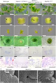 Attēlu rezultāti vaicājumam “Odontoschisma denudatum cells”