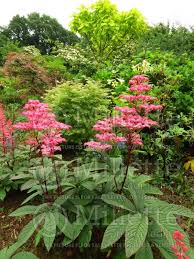 Image result for Rodgersia chocolate wings