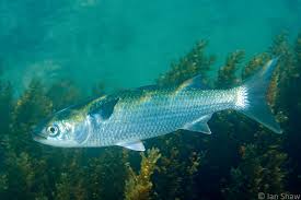 Image result for Mugil