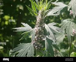 Attēlu rezultāti vaicājumam “Leonurus quinquelobatus”