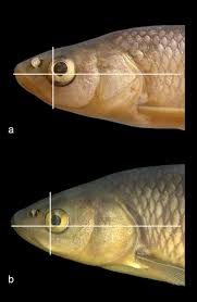 Image result for Squalius cephalus cavedanus