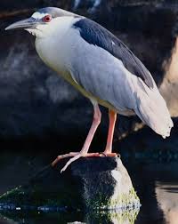 Image result for Nycticorax nycticorax