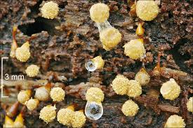 Attēlu rezultāti vaicājumam “Hemitrichia clavata”