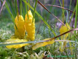 Attēlu rezultāti vaicājumam “Badhamia lilacina macro”