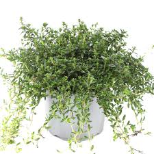 Image result for Bohnenkraut