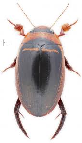 Attēlu rezultāti vaicājumam “Hydaticus transversalis”