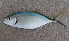 Image result for Caranx ruber