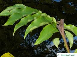 Attēlu rezultāti vaicājumam “Pterocarya fraxinifolia leaf”