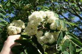 Attēlu rezultāti vaicājumam “Sorbus aucuparia flower”