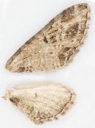 Attēlu rezultāti vaicājumam “Eupithecia exiguata”