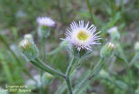 Attēlu rezultāti vaicājumam “Erigeron acris”