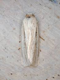 Attēlu rezultāti vaicājumam “Mythimna impura”