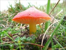 Attēlu rezultāti vaicājumam “Hygrocybe pseudoconica”