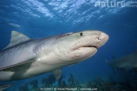 Image result for Galeocerdo cuvier