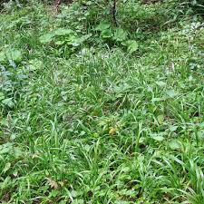 Attēlu rezultāti vaicājumam “Hordelymus europaeus”