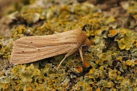 Attēlu rezultāti vaicājumam “Mythimna impura”