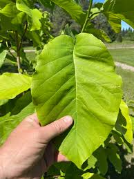 Attēlu rezultāti vaicājumam “Magnolia acuminata leaf”
