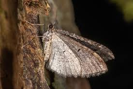 Attēlu rezultāti vaicājumam “Geometridae”