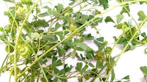 Attēlu rezultāti vaicājumam “Medicago”