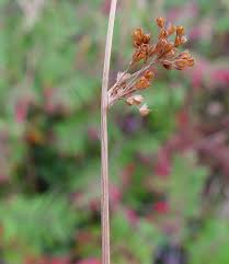 Attēlu rezultāti vaicājumam “Juncus conglomeratus fruit”