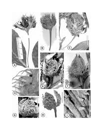 Attēlu rezultāti vaicājumam “Fagus sylvatica flower”