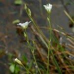 Attēlu rezultāti vaicājumam “Stellaria palustris”