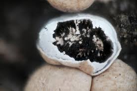 Attēlu rezultāti vaicājumam “Diderma umbilicatum stalked”