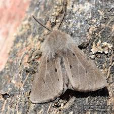 Attēlu rezultāti vaicājumam “Diaphora mendica”