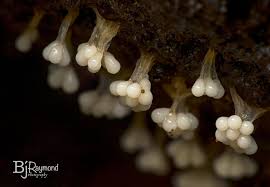 Attēlu rezultāti vaicājumam “Trichia erecta”