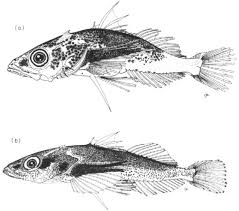 Image result for Platycephalus speculator