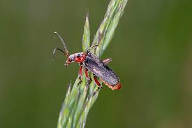 Attēlu rezultāti vaicājumam “Cantharis rustica”