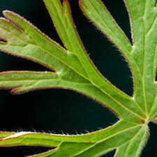 Attēlu rezultāti vaicājumam “Geranium dissectum leaf”