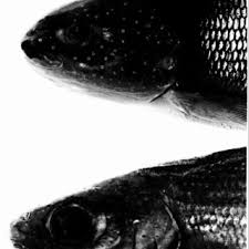 Image result for Coregonus huntsmani