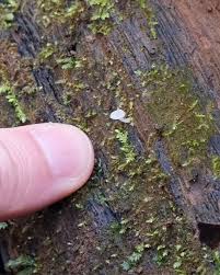 Attēlu rezultāti vaicājumam “Delicatula integrella”