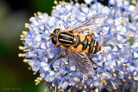 Attēlu rezultāti vaicājumam “Helophilus pendulus”