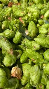 Attēlu rezultāti vaicājumam “Humulus lupulus bud”