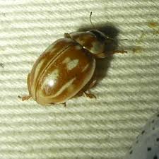 Attēlu rezultāti vaicājumam “Myzia oblongoguttata”