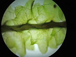 Attēlu rezultāti vaicājumam “Barbilophozia lycopodioides macro”