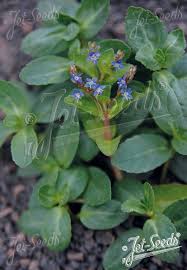 Attēlu rezultāti vaicājumam “Veronica beccabunga bud”