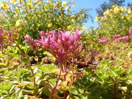 Attēlu rezultāti vaicājumam “Phedimus spurius leaf”