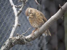 Image result for Zoothera sibirica