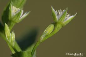 Attēlu rezultāti vaicājumam “Stellaria uliginosa”