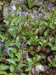 Attēlu rezultāti vaicājumam “Veronica beccabunga leaf”