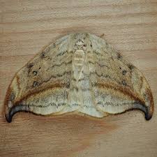 Attēlu rezultāti vaicājumam “Drepanidae”