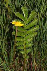 Attēlu rezultāti vaicājumam “Potentilla arenaria leaf”